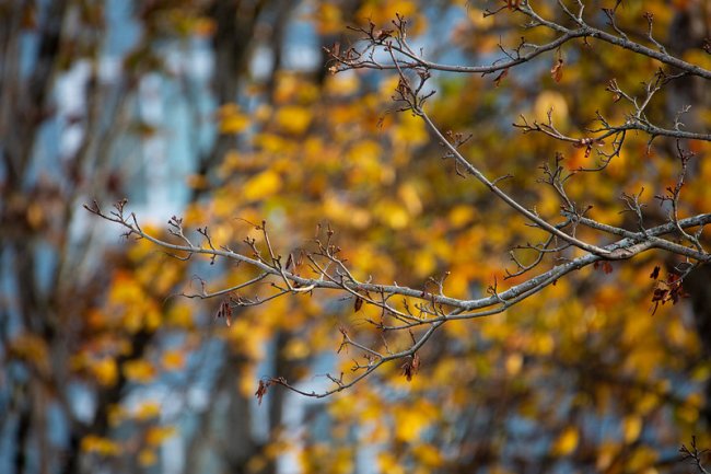 Fall foliage, with one branch standing out in focus against a blurred background of golden leaves