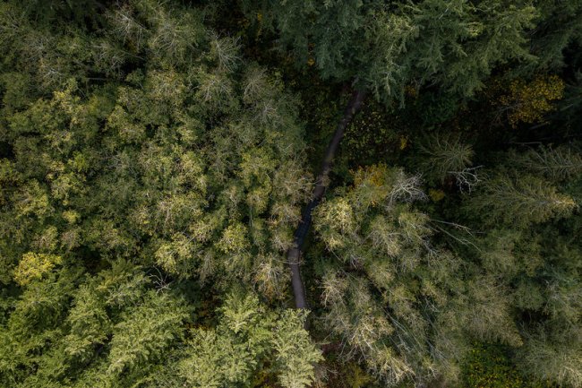 Overhead drone photo of a forest