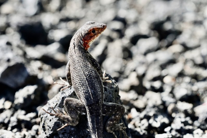 A lizard suns itself on the rocks of Isabela Island.