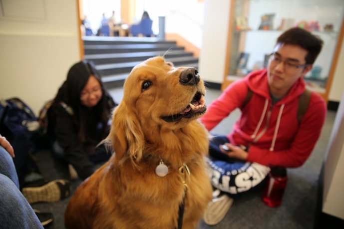 Bridger Cindy Custer was all to happy to sit around a circle of students and receive infinite petting this past Monday. Western students Phillip Chen a Sophomore and Amber Ma a Freshman were all enjoying his company while they took a break from their stud