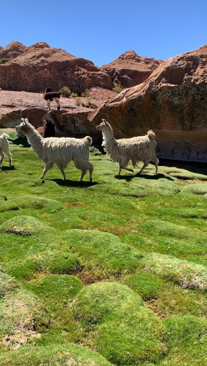 llamas on the side of a grassy hill