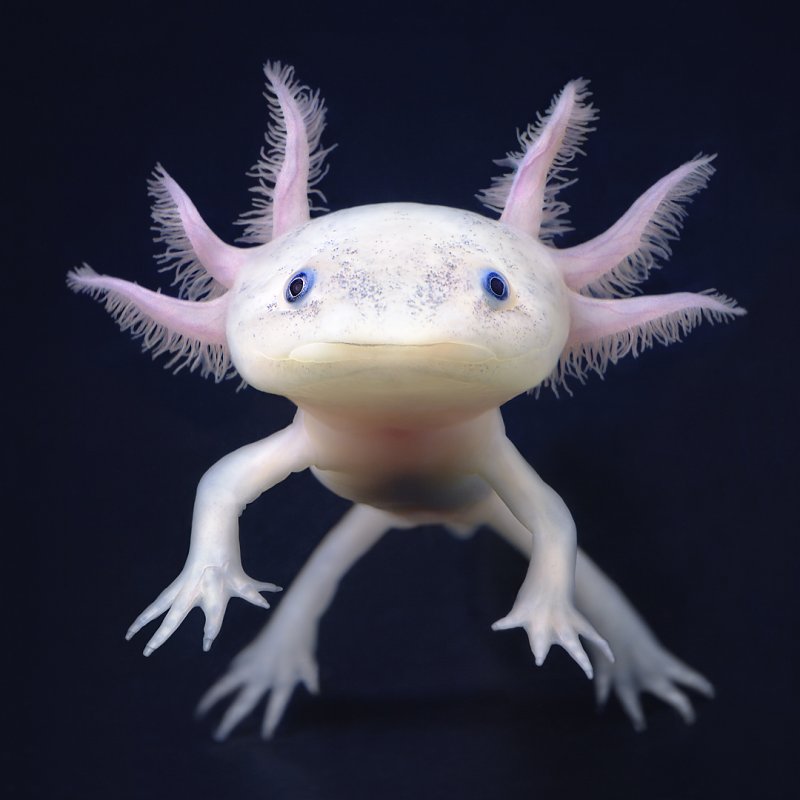 A portrait of an Axolotl, a critically endangered type of salamander found in only two still-water lakes in Mexico. Photo courtesy of Tim Flach. 