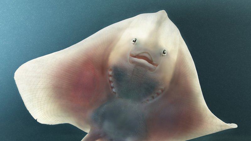A portrait of a baby ray by renowned wildlife photographer Tim Flach