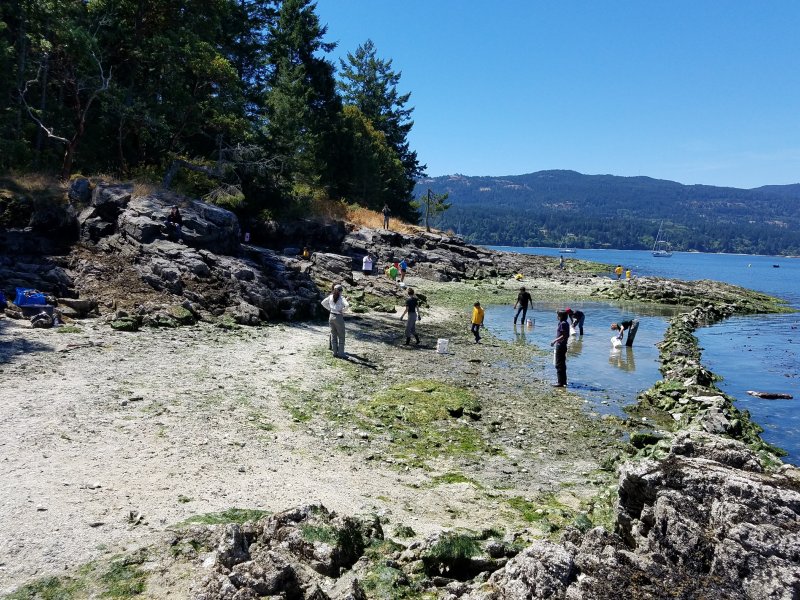 Community restoration of the Russel Island sea garden in the Southern Gulf Islands; a group of people are gathered doing restoration work on a sunny day on a rocky beach, partly covered in seaweed. A body of water and a landmass are visible in the background. 