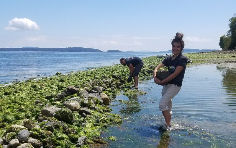 Two people, including WWU student Alex Trejo holding a rock to be placed in the sea garden rock wall, doing field work at Fulford Harbor, Salt Spring Island. A seaweed-covered rocky seawall, islands and bodies of water are shown in the photograph.