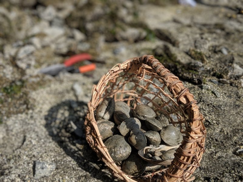 Sitting atop rocks, a close up short of a woven cedar root basket holding research clams on Quadra Island, B.C.