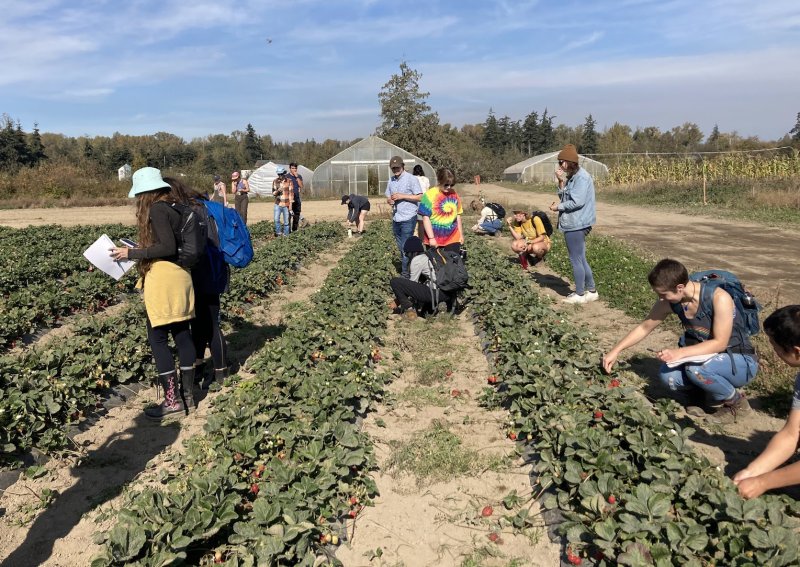 A group of students stand in a strawberry field observing, and tasting, berries.