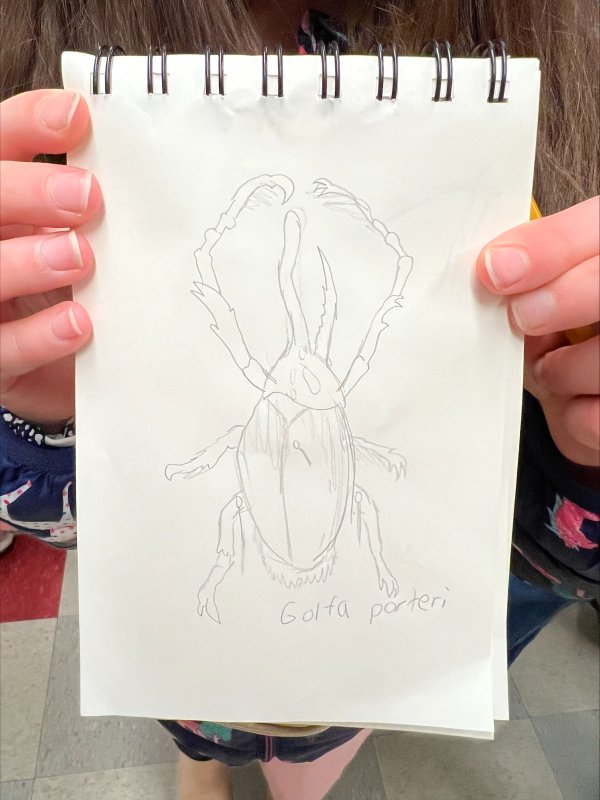 A youngster holds up their drawing of one of the collection's beetles.