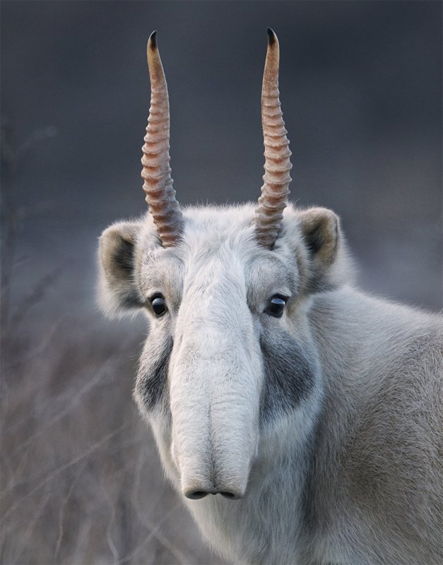 A portrait of a Saiga, a critically endangered antelope in Central Asia. Photo courtesy of Tim Flach.