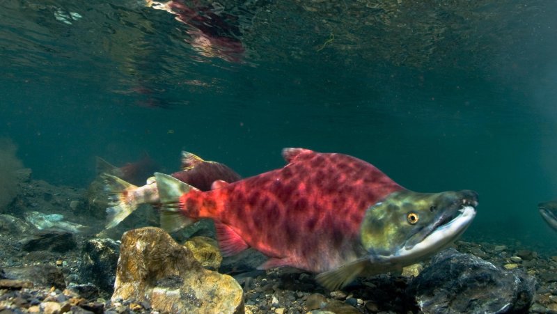 A bright red sockeye salmon swims in an Alaskan stream