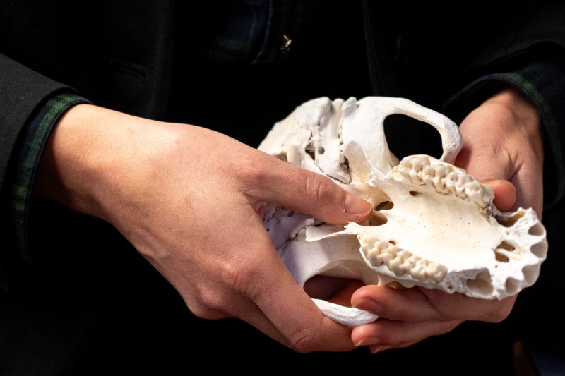 Tesla's hands cradle an ancient skull