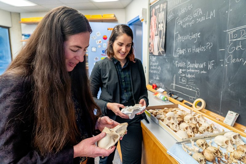 Tesla and Marianne examine hominid skulls in the Anthro lab