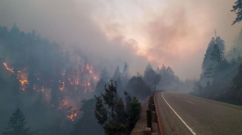 smoke from wildfires clouds an Oregon forest