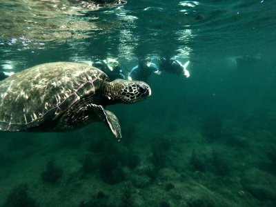 A sea turtle swims by as students admire it during a snorkel session in the Galápagos.