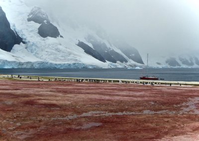 Red and green algae on snow and glaciers on the Antarctic Peninsula.