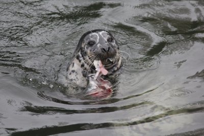 A seal holds a half-eaten fish in its mouth as it pops its head out of the water.