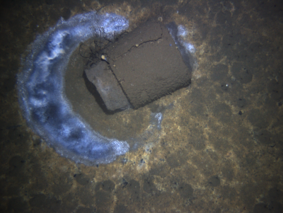 A barrel lies on the seafloor, surrounded by its telltale microbial ring