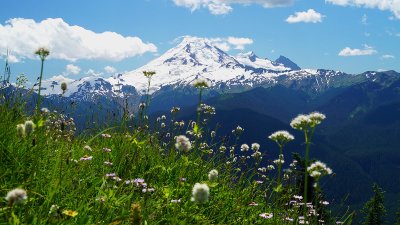 Wildflowers bloom in the foreground with a snowy mountain peak in the background on a sunny day.