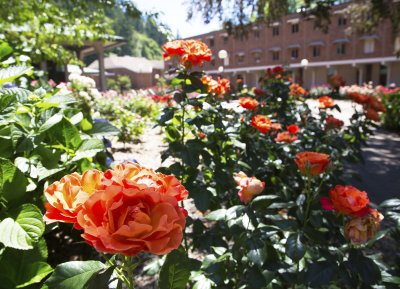Close up of orange roses outside the Old Main and Humanities Building