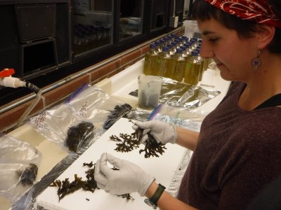 A Western student prepares a seaweed sample for testing