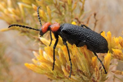 Lytta vulnerata, the oddly named american spanish fly, a type of blister beetle.