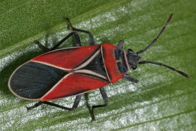 Neacoryphus bicrucis, the white-crossed seed bug