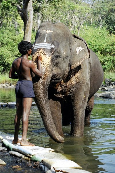 A young boy paints the forehead of an elephant in an Indian river