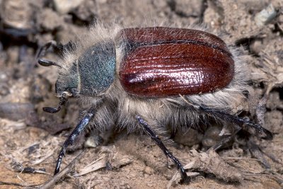 Paracotalpa granicollis, the little bear beetle