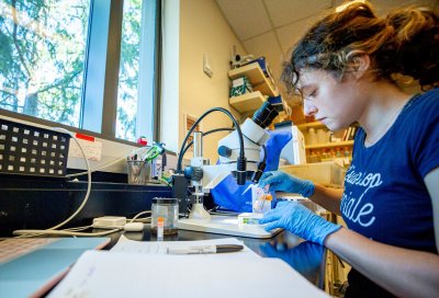 Undergraduate Research AssistanLola Demurger examines fruit flies in a lab to make sure they go in the right test tubes. 