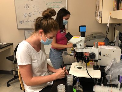 Undergraduate researchers Tessa Marks (front) and Anna Byquist (rear) hard at work putting various strains of worms in the appropriate petri dishes and organizing them for storage