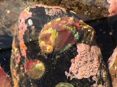 an adult abalone navigates the rocks as it eats algae