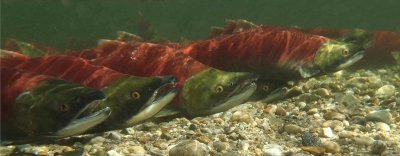 The impact of microplastics on larval and juvenile salmon will also be studied as part of the new grant.
