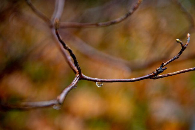 Macro photo closeup of a drop of water on a branch
