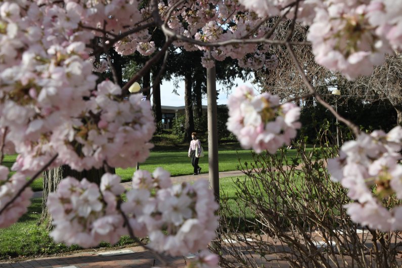 A student walks to class; the image is framed by cherry blossoms
