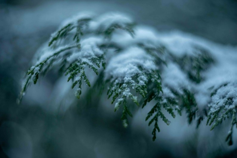 Snow sits on the tip of an evergreen brach